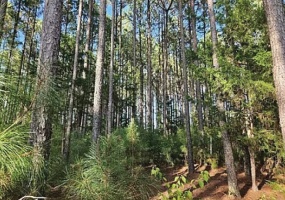 628-11 State Highway 176, Pomaria, South Carolina, ,Land,For sale,628-11 State Highway 176,1058